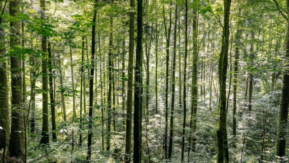Tisztítás vízzel – hogyan segít a Geberit AquaClean a famegtakarításban
