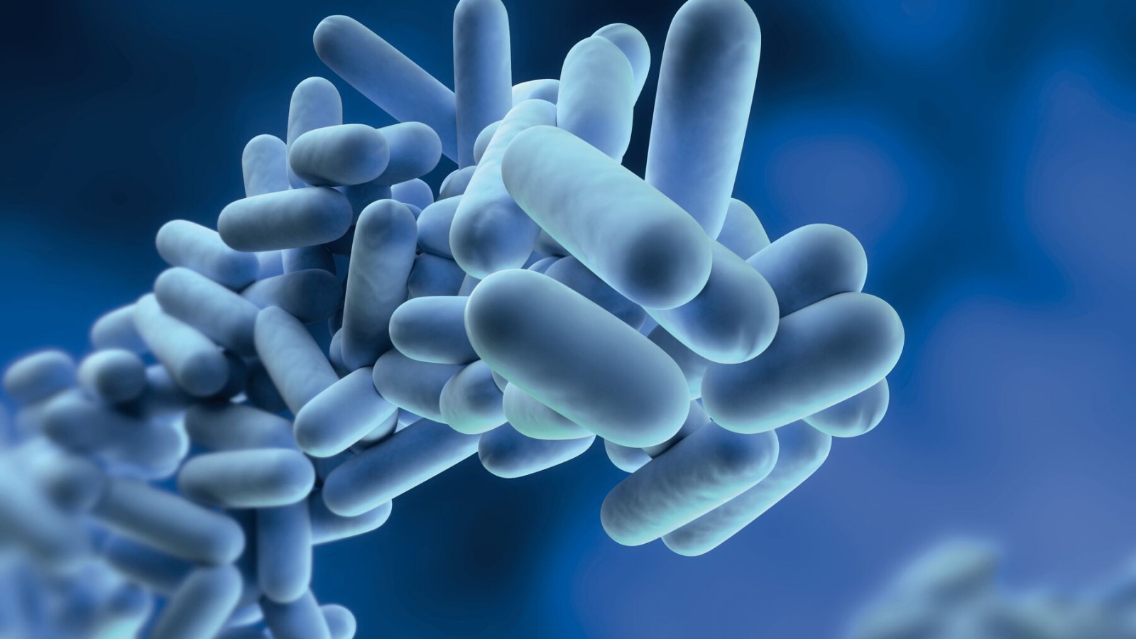 A Legionella olyan baktériumok, amelyek ivóvízben szaporodhatnak A Legionella olyan baktériumok, amelyek ivóvízben szaporodhatnak