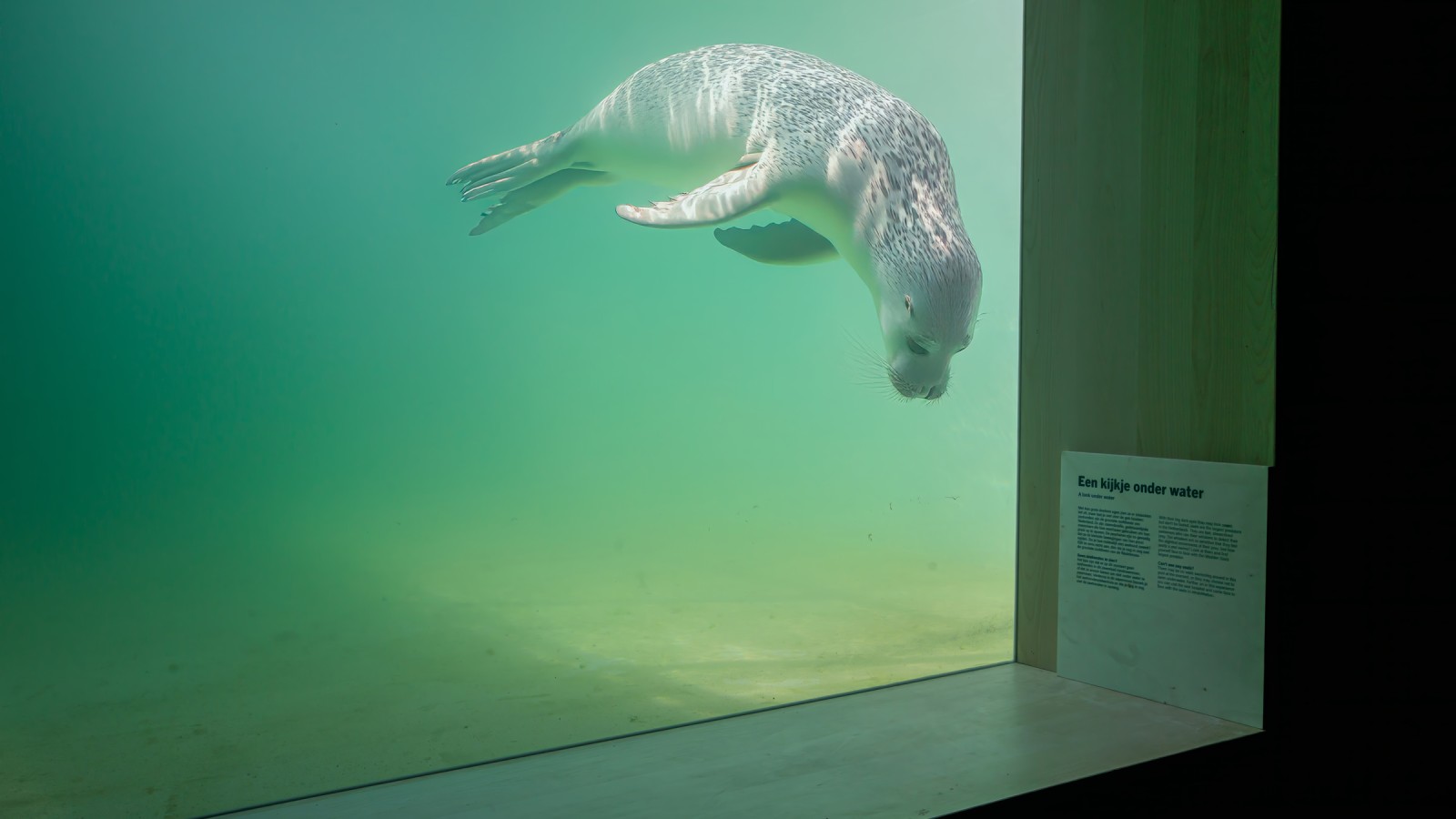 A fókakórház célja, hogy a sérült vagy beteg állatok minél hamarabb visszatérjenek a vadonba (© Tjeerd Visser) A fókakórház célja, hogy a sérült vagy beteg állatok minél hamarabb visszatérjenek a vadonba (© Tjeerd Visser)