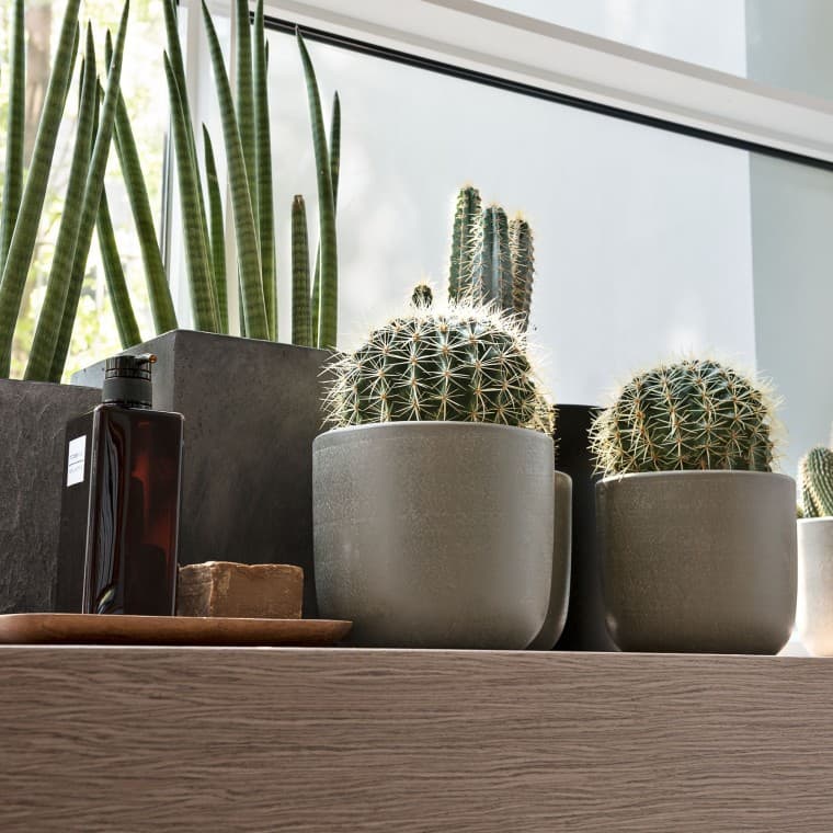 Különböző növények az ablakpárkányon Különböző növények az ablakpárkányon