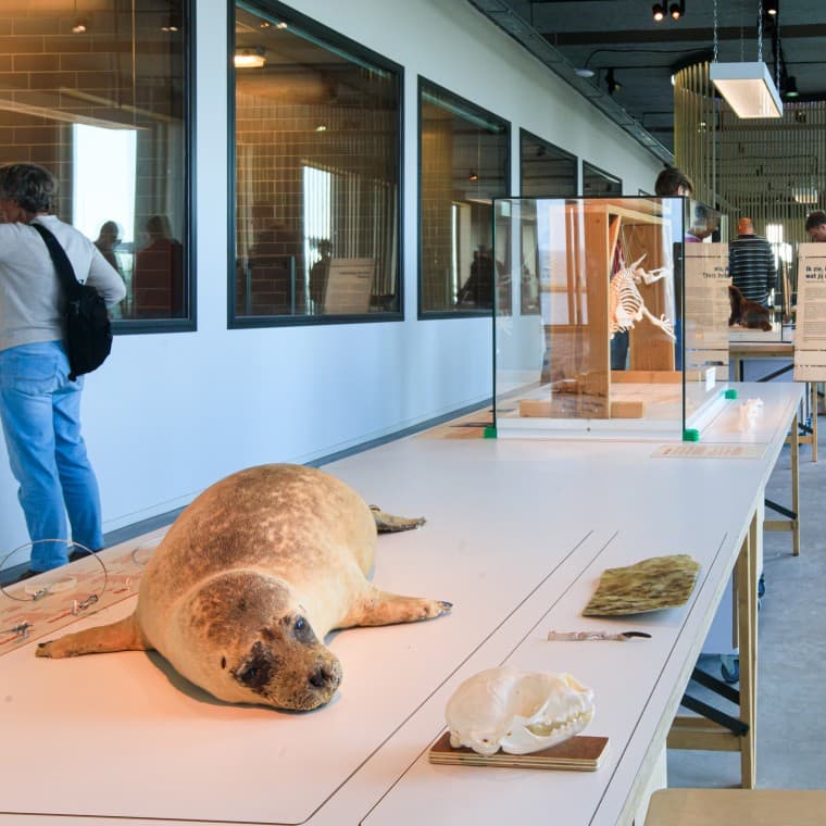Tudta Ön, hogy Hollandia legnagyobb ragadozója a fóka? (© Tjeerd Visser) Tudta Ön, hogy Hollandia legnagyobb ragadozója a fóka? (© Tjeerd Visser)