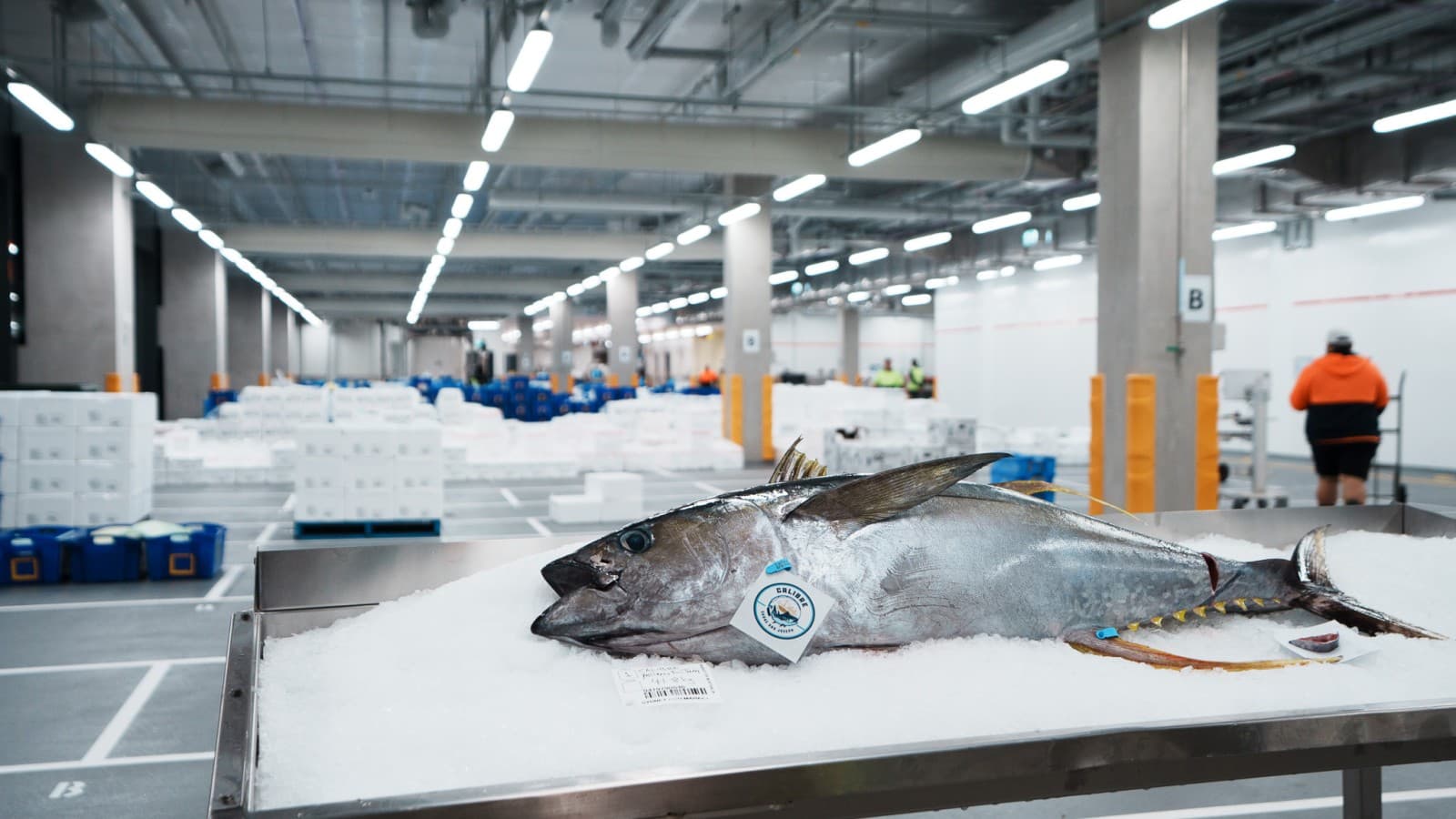 Az új Sydney Fish Marketben naponta 50–60 tonna halat és tengeri herkentyűt dolgoznak fel és értékesítenek (© Grainger Films) Az új Sydney Fish Marketben naponta 50–60 tonna halat és tengeri herkentyűt dolgoznak fel és értékesítenek (© Grainger Films)